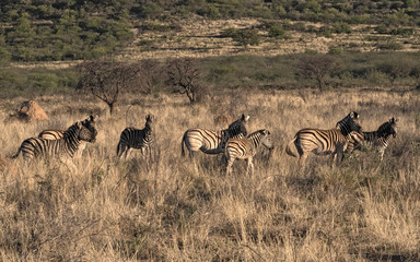 Fototapeta na wymiar Small herd of zebras at the erongo mountains in Namibia