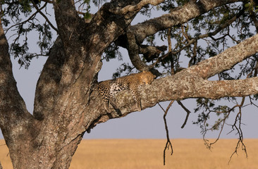 Fototapeta na wymiar Leopard in tree in the Serengeti National Park