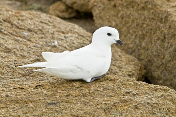 Snow Petrel on the rocks of the island of Haswell