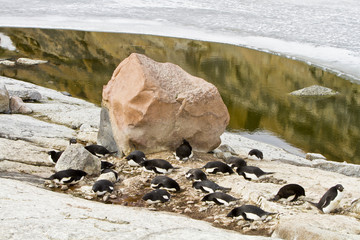 Adélie penguins(pygoscelis adeliae)nesting at colonies on the island of Haswell