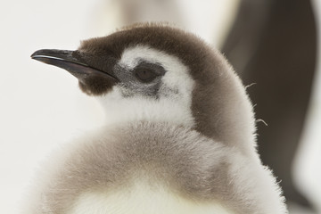 Almost adult Chicks the Emperor penguin(aptenodytes forsteri) colony on the ice of Davis sea © Sergey
