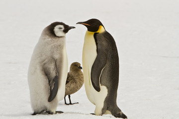Almost adult Chicks the Emperor penguin(aptenodytes forsteri) colony on the ice of Davis sea