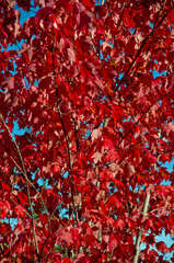 Bright red leaves on a red maple with blue sky in the background.