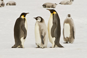Almost adult Chicks the Emperor penguin(aptenodytes forsteri) colony on the ice of Davis sea
