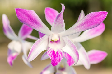 White purple orchid, Dendrobium on vintage style.