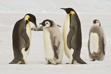 Fototapeta na wymiar Almost adult Chicks the Emperor penguin(aptenodytes forsteri) colony on the ice of Davis sea