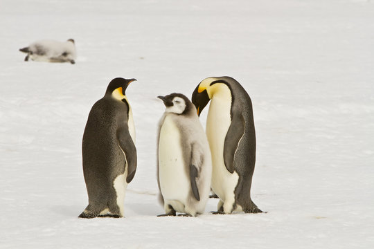 Almost adult Chicks the Emperor penguin(aptenodytes forsteri) colony on the ice of Davis sea