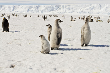 Almost adult Chicks the Emperor penguin(aptenodytes forsteri) colony on the ice of Davis sea
