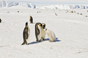 Almost adult Chicks the Emperor penguin(aptenodytes forsteri) colony on the ice of Davis sea