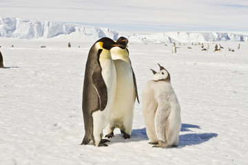 Almost adult Chicks the Emperor penguin(aptenodytes forsteri) colony on the ice of Davis sea
