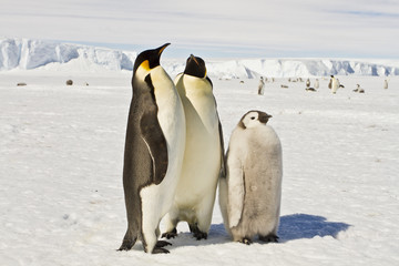 Almost adult Chicks the Emperor penguin(aptenodytes forsteri) colony on the ice of Davis sea