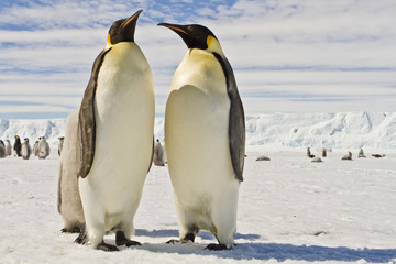 Fototapeta na wymiar A couple of Emperor penguins(aptenodytes forsteri)colony on the ice of Davis sea