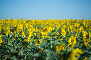 Field of sunflowers