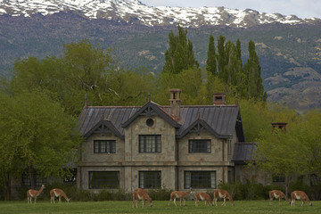 Guanaco (Lama guanicoe) grazing in front of a stone building in Valle Chacabuco, northern Patagonia, Chile.