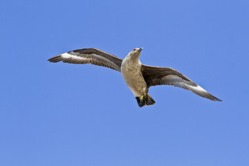 South polar Skua(catharacta maccormicki) in the sky Antarctica