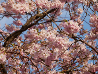 Cherry Blossom in Spring