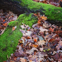Winter foliage