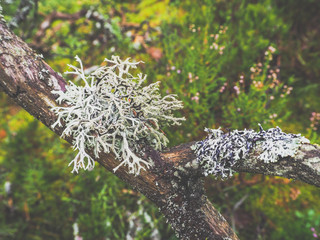 A mystical forest. Wet dense forest with boulders. Toning.
