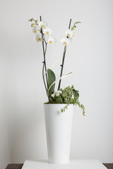 white orchid in a flowerpot on a white background