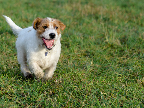 Młody, zabawny pies Jack Russell terrier biega po łące jesienią.