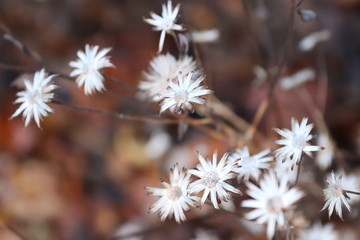 Winter foliage