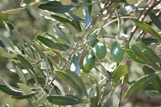 Close up of olives at tree branch, Mediterranean countries