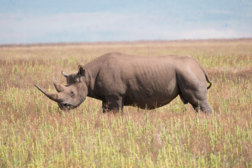 Black Rhino in Ngorongoro Conservation Area 