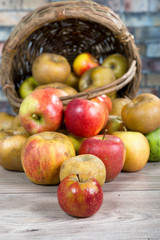 basket of apples spilled on the table