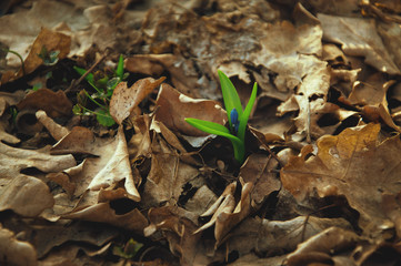 forest