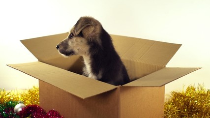 Beatiful puppy dog sits in a postage box with Christmas and New Year decorations.