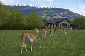 Guanaco (Lama guanicoe) grazing in front of a stone building in Valle Chacabuco, northern Patagonia, Chile.