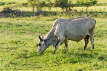 Brahman cow in Martinique, Caribean