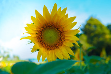 Close Up of beautiful sunflower blooming in fields with nature background.  