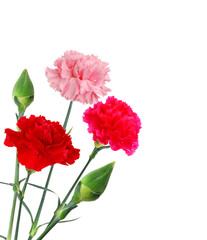Obraz premium the colorful flowering carnations