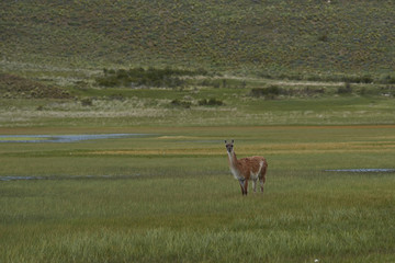 Guanaco (Lama guanicoe) grazing on a flooded meadow in Valle Chacabuco, northern Patagonia, Chile.