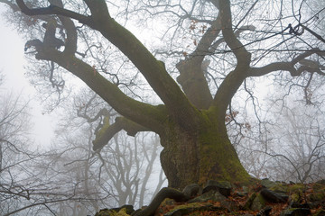 Fototapeta na wymiar The very old oak in the fog - middle Slovakia