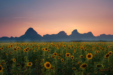 Landscape view with sunflower field during sunset in summer time.