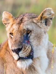 Lion with a scar