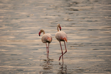 Flamingos in Lake Nakuru National Park