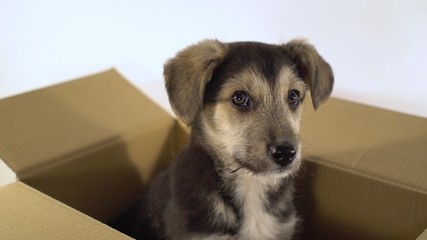Close up cute puppy dog sits in a postage box.