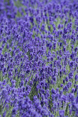 Obraz premium Blooming lavender