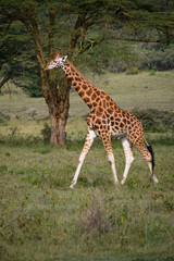 Giraffe in Lake Nakuru National Park