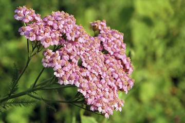 yarrow with bright petals