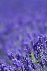 Obraz premium Blooming lavender