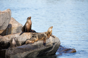 Sunning Seals