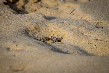 Atlantic ghost crab burrowing amongst the sand