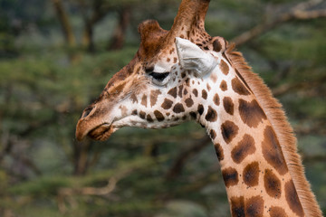 Giraffe in Lake Nakuru National Park