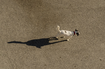 hund und schatten