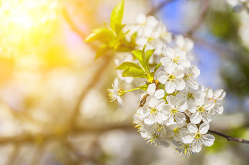 Blossoming apple tree in the sun. A bee pollinates the flowers of an apple tree in the spring