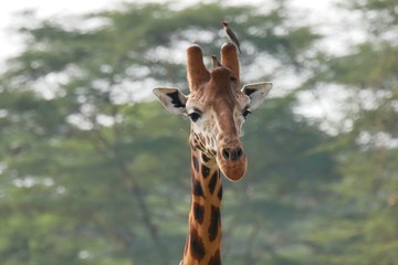 Naklejka premium Giraffe in Lake Nakuru National Park